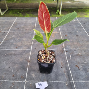 #96 Philodendron Subhastatum