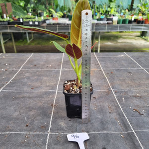 #96 Philodendron Subhastatum
