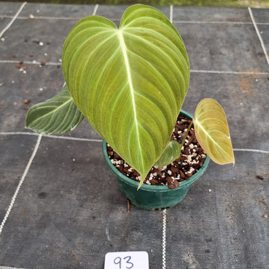 #93 Philodendron Glorious