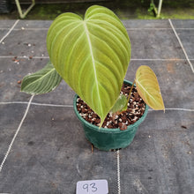 Load image into Gallery viewer, #93 Philodendron Glorious