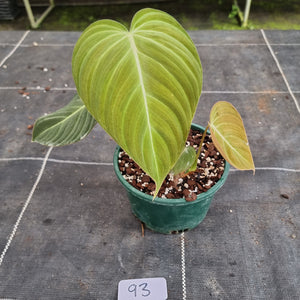 #93 Philodendron Glorious