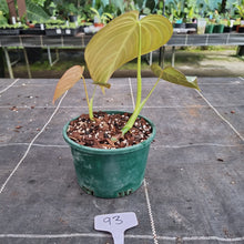 Load image into Gallery viewer, #93 Philodendron Glorious