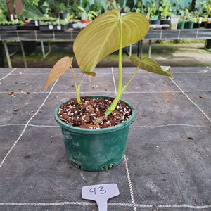 #93 Philodendron Glorious