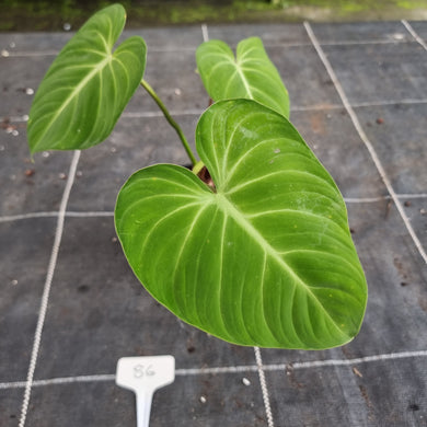 #86 Philodendron Gloriosum