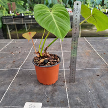 Load image into Gallery viewer, #86 Philodendron Gloriosum