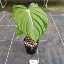 Load image into Gallery viewer, #90 Philodendron Pastazanum x Gloriosum