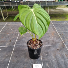 Load image into Gallery viewer, #90 Philodendron Pastazanum x Gloriosum