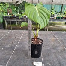 Load image into Gallery viewer, #90 Philodendron Pastazanum x Gloriosum