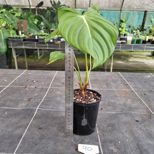 #90 Philodendron Pastazanum x Gloriosum