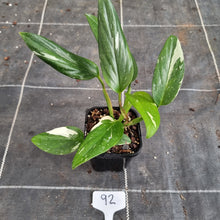 Load image into Gallery viewer, #92 Variegated Monstera Standleyana - NON TC