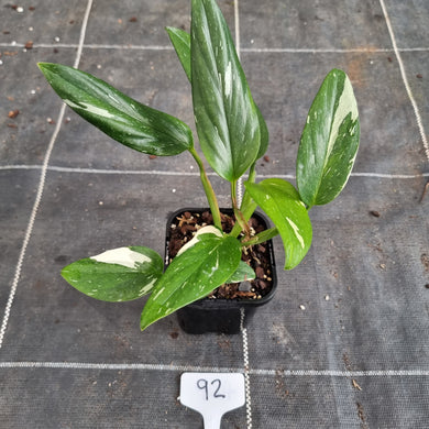 #92 Variegated Monstera Standleyana - NON TC