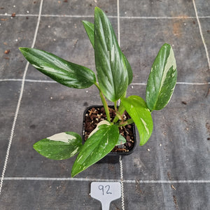 #92 Variegated Monstera Standleyana - NON TC