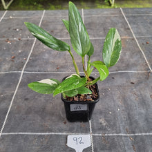 Load image into Gallery viewer, #92 Variegated Monstera Standleyana - NON TC