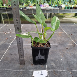 #92 Variegated Monstera Standleyana - NON TC