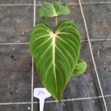 Load image into Gallery viewer, #84 Philodendron Gloriosum