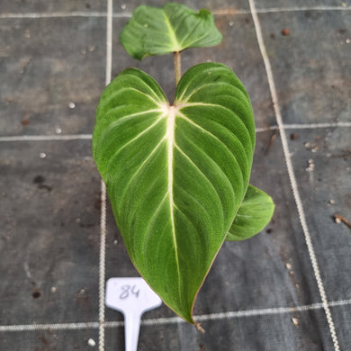 #84 Philodendron Gloriosum