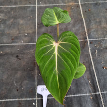 Load image into Gallery viewer, #84 Philodendron Gloriosum