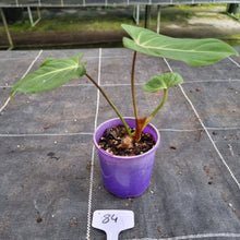 Load image into Gallery viewer, #84 Philodendron Gloriosum