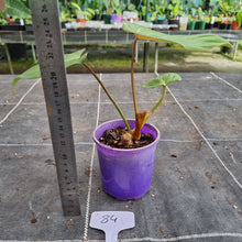 Load image into Gallery viewer, #84 Philodendron Gloriosum