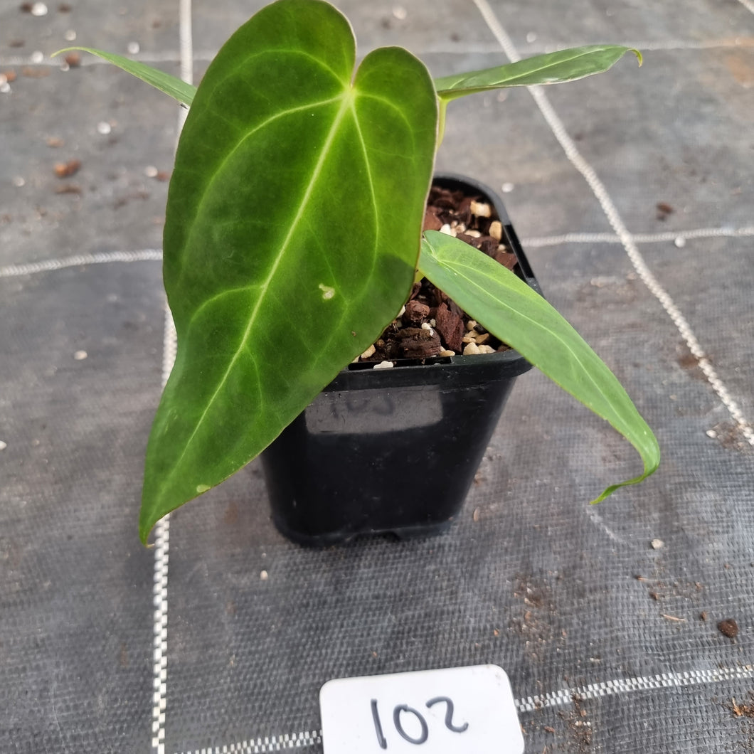 #102 Anthurium Papillilaminum x Hoffmanii - F2