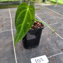 Load image into Gallery viewer, #102 Anthurium Papillilaminum x Hoffmanii - F2