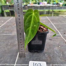 Load image into Gallery viewer, #102 Anthurium Papillilaminum x Hoffmanii - F2
