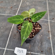 Load image into Gallery viewer, #102 Anthurium Papillilaminum x Hoffmanii - F2