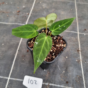 #102 Anthurium Papillilaminum x Hoffmanii - F2