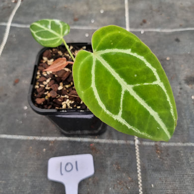 #101 Anthurium Crystallinum x