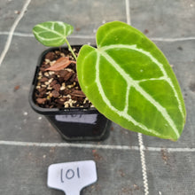 Load image into Gallery viewer, #101 Anthurium Crystallinum x
