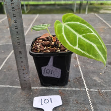 Load image into Gallery viewer, #101 Anthurium Crystallinum x