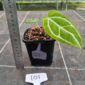 #101 Anthurium Crystallinum x