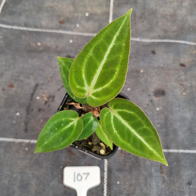 #107 Anthurium Magnificum Hybrid x