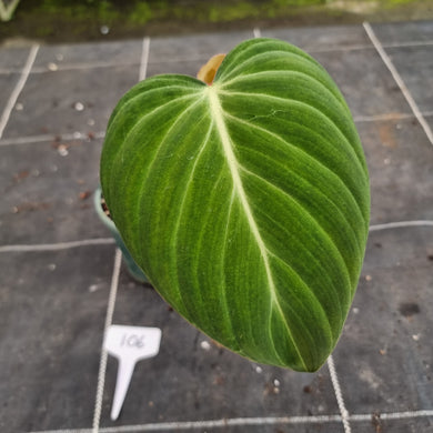 #106 Philodendron Glorious