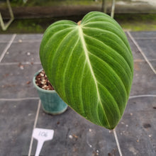 Load image into Gallery viewer, #106 Philodendron Glorious