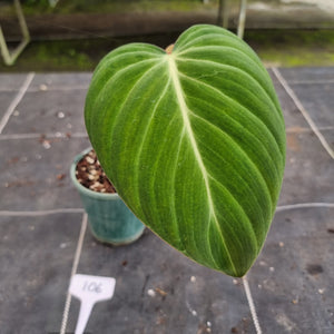 #106 Philodendron Glorious