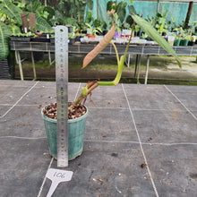 Load image into Gallery viewer, #106 Philodendron Glorious