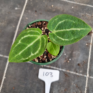 #103 Anthurium Magnificum Hybrid x