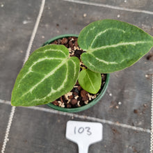 Load image into Gallery viewer, #103 Anthurium Magnificum Hybrid x