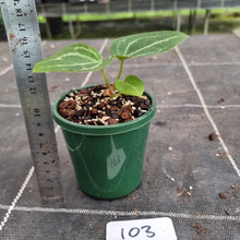 Load image into Gallery viewer, #103 Anthurium Magnificum Hybrid x
