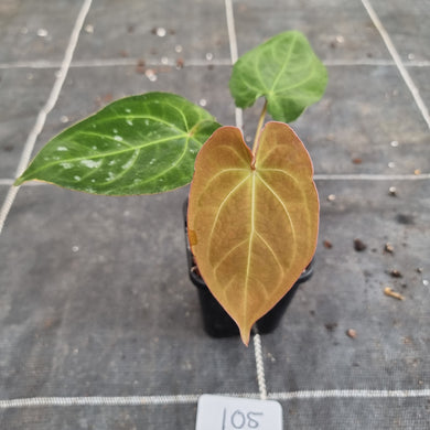 #105 Anthurium Dark Complex
