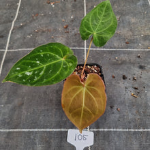Load image into Gallery viewer, #105 Anthurium Dark Complex