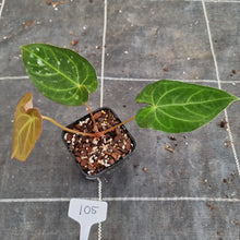 Load image into Gallery viewer, #105 Anthurium Dark Complex