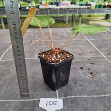 Load image into Gallery viewer, #105 Anthurium Dark Complex