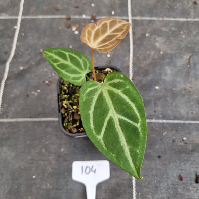 #104 Anthurium Magnificum Hybrid x