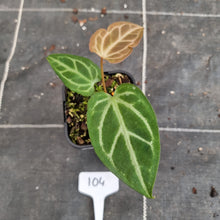 Load image into Gallery viewer, #104 Anthurium Magnificum Hybrid x