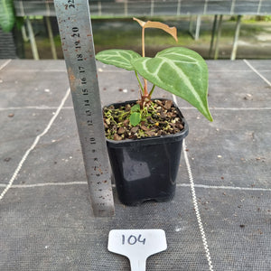 #104 Anthurium Magnificum Hybrid x