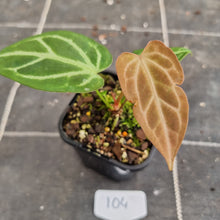 Load image into Gallery viewer, #104 Anthurium Magnificum Hybrid x