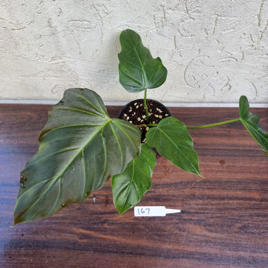 #167 Philodendron Corsinianum / 'Bronze Shield'