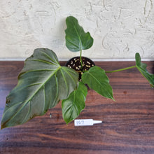 Load image into Gallery viewer, #167 Philodendron Corsinianum / &#39;Bronze Shield&#39;